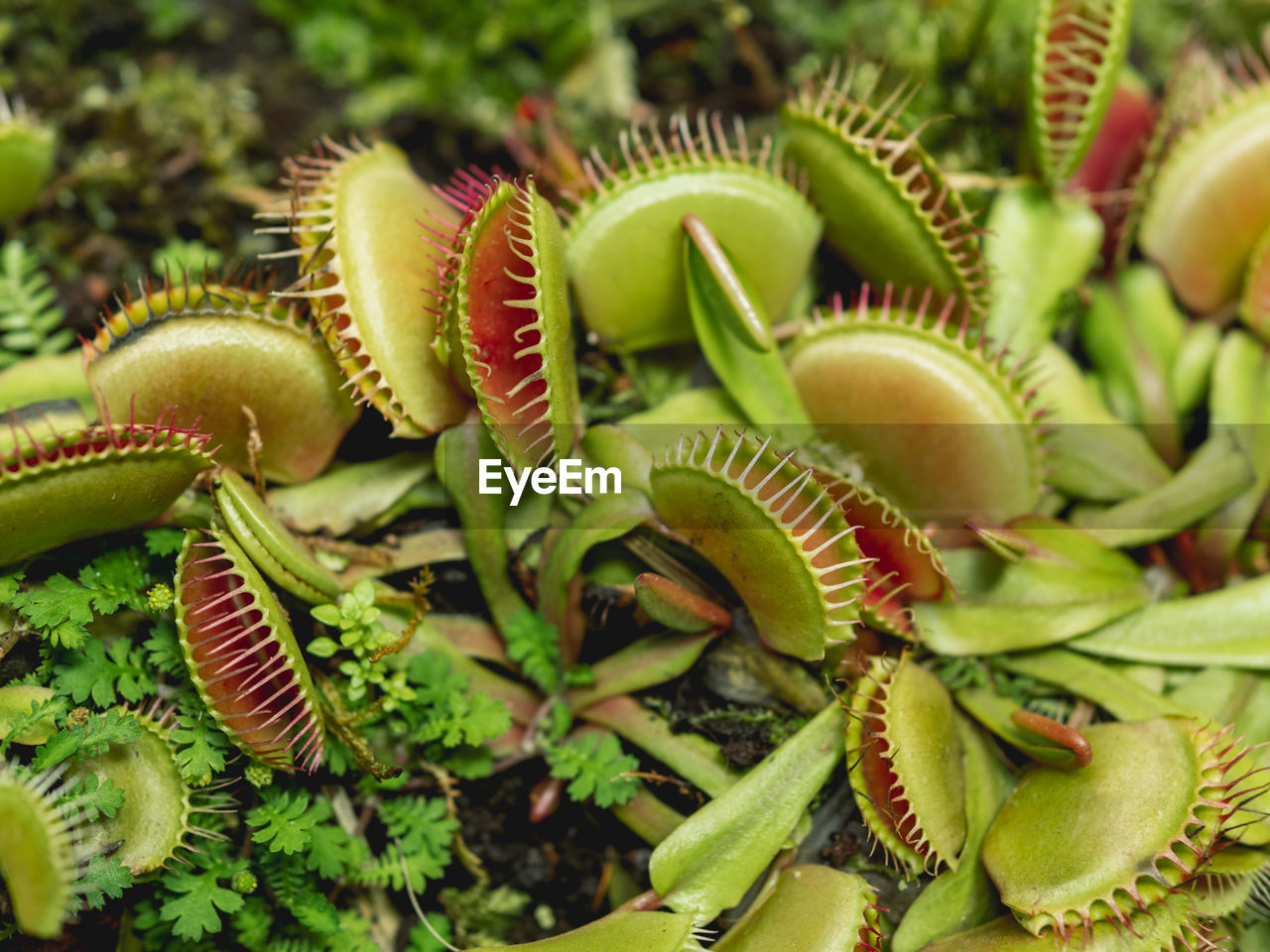 Venus flytrap or dionaea muscipula, close up photo of carnivorous plant.