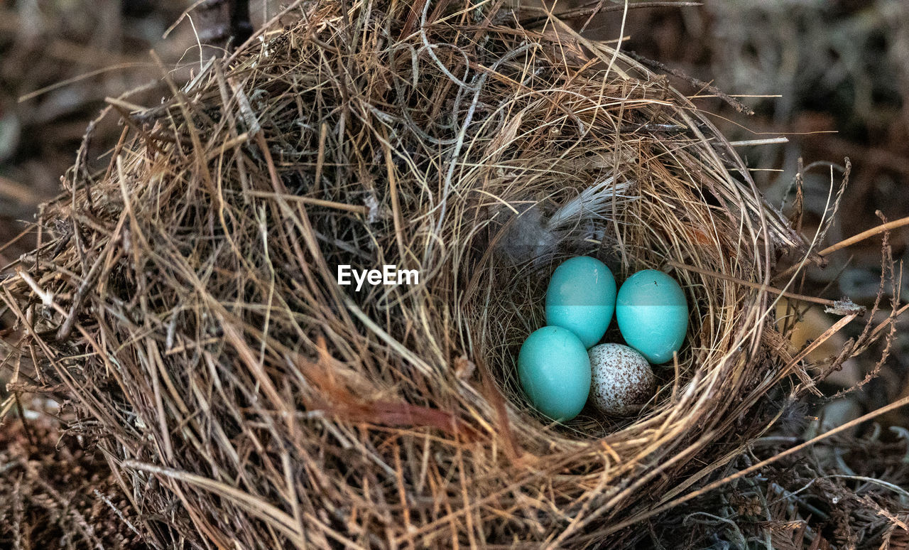 Three eastern bluebird eggs sialia sialis in a nest with a  brown headed cowbird egg molothrus ater
