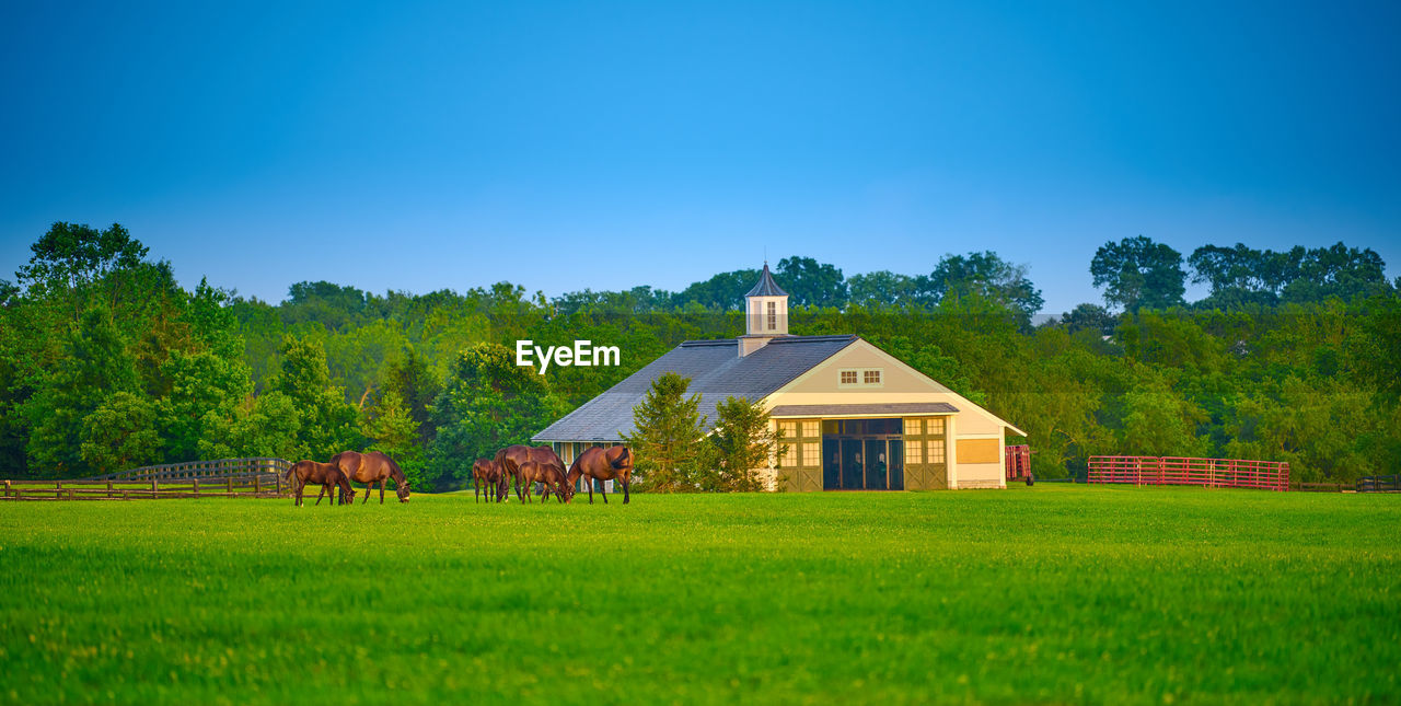 Thoroughbred horses grazing in a field with horse barn.