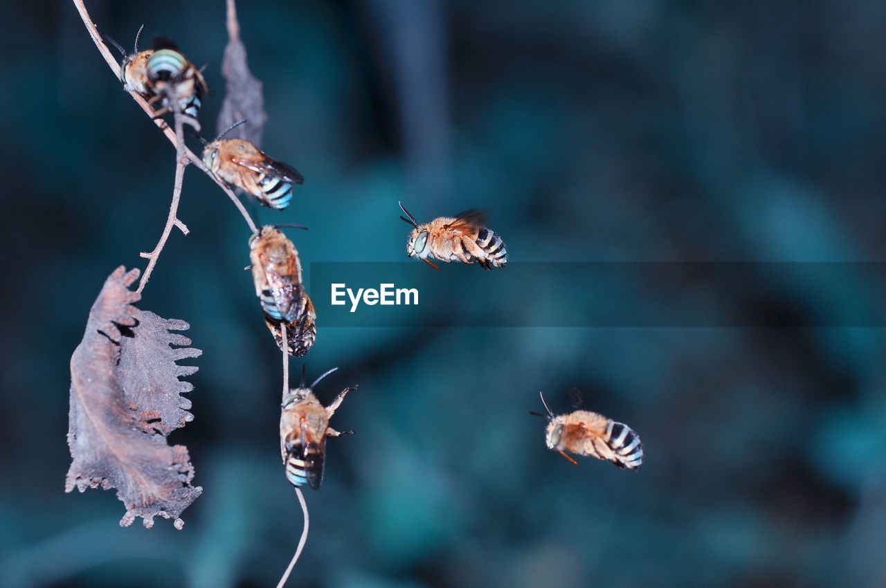 Close-up of insects flying by plant