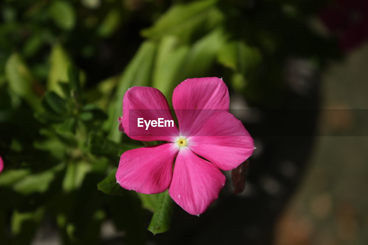 CLOSE-UP OF PINK FLOWER BLOOMING