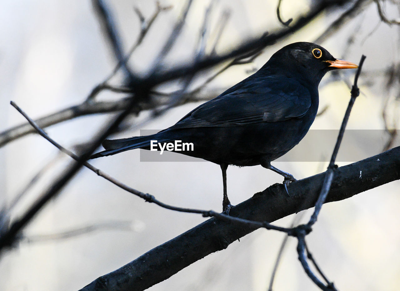 BIRD PERCHING ON A BRANCH