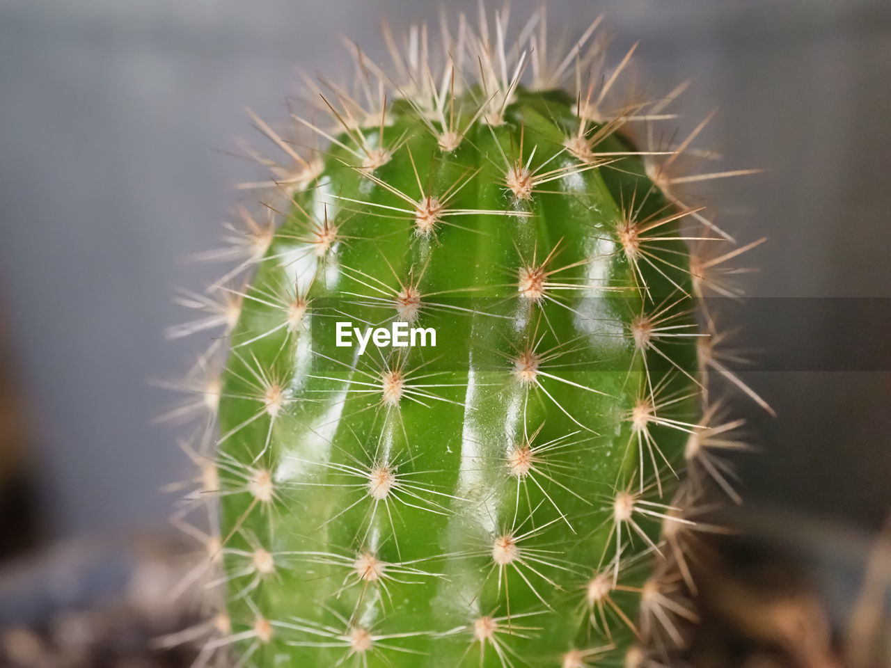 cactus, succulent plant, thorn, sharp, plant, nature, spiked, plant stem, beauty in nature, close-up, no people, green, growth, flower, thorns, spines, and prickles, sign, desert, arid climate, san pedro cactus, warning sign, focus on foreground, climate, outdoors, communication, environment, scenics - nature, land, macro photography, prickly pear cactus, day, non-urban scene, botany, barrel cactus