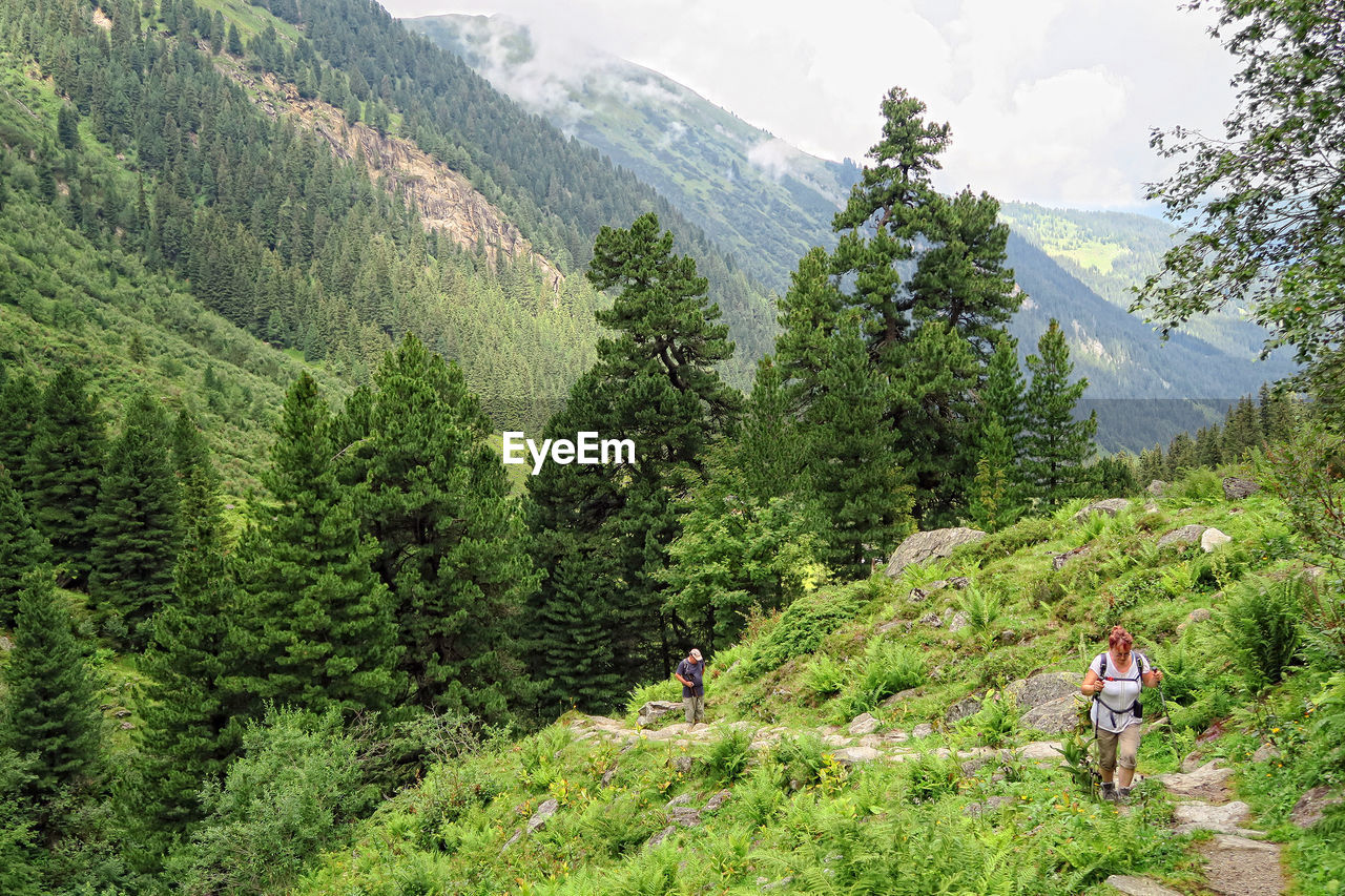 VIEW OF TREES AND MOUNTAINS