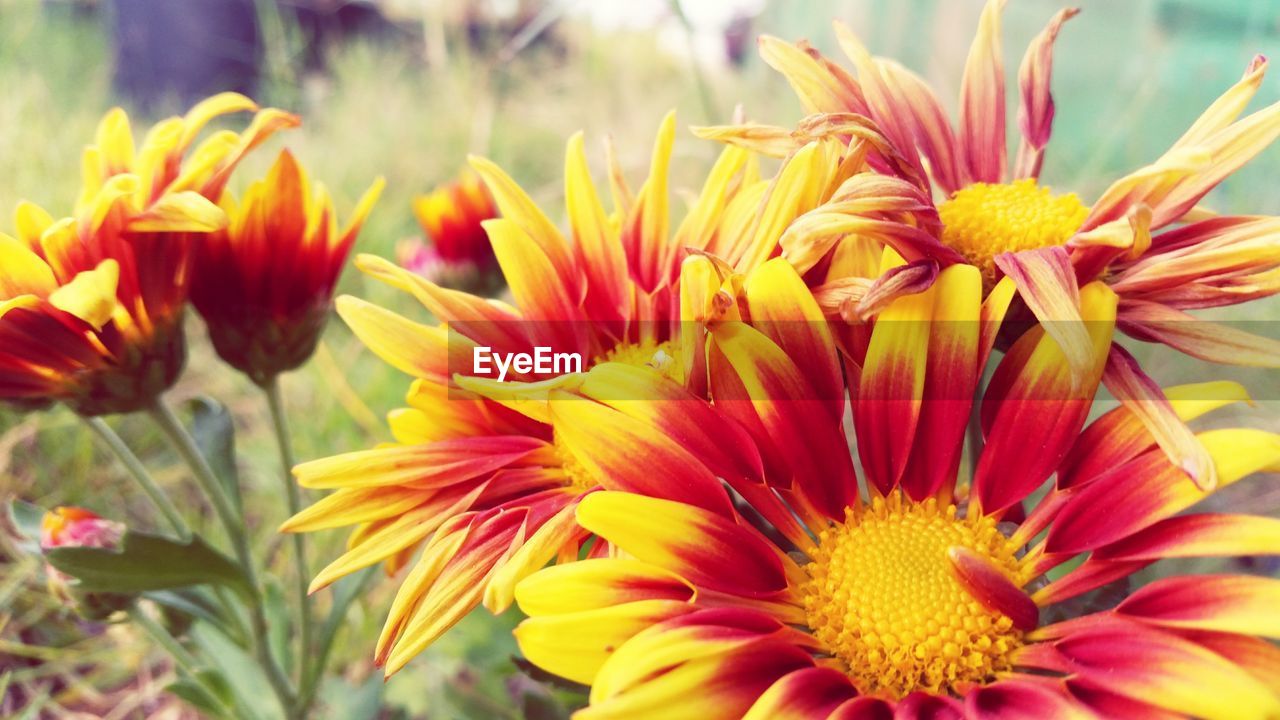 CLOSE-UP OF FLOWERS BLOOMING