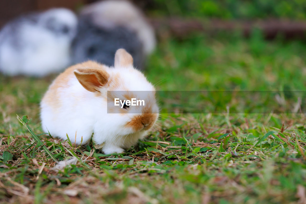 rabbit on grassy field