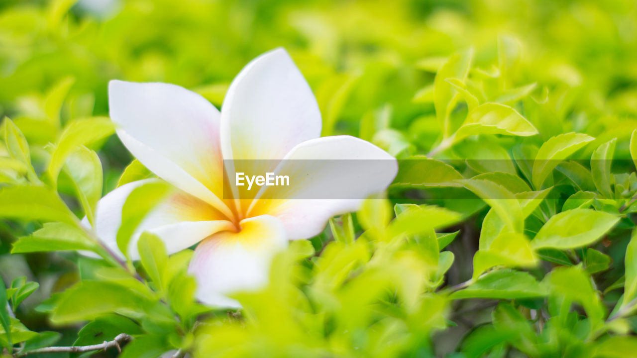 Close-up of white flowering plant