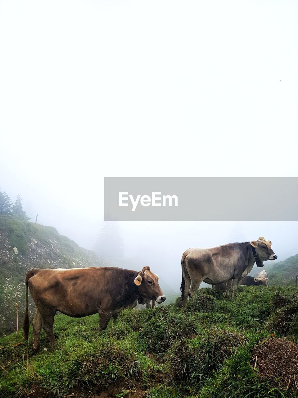 Cows in a field with clouds