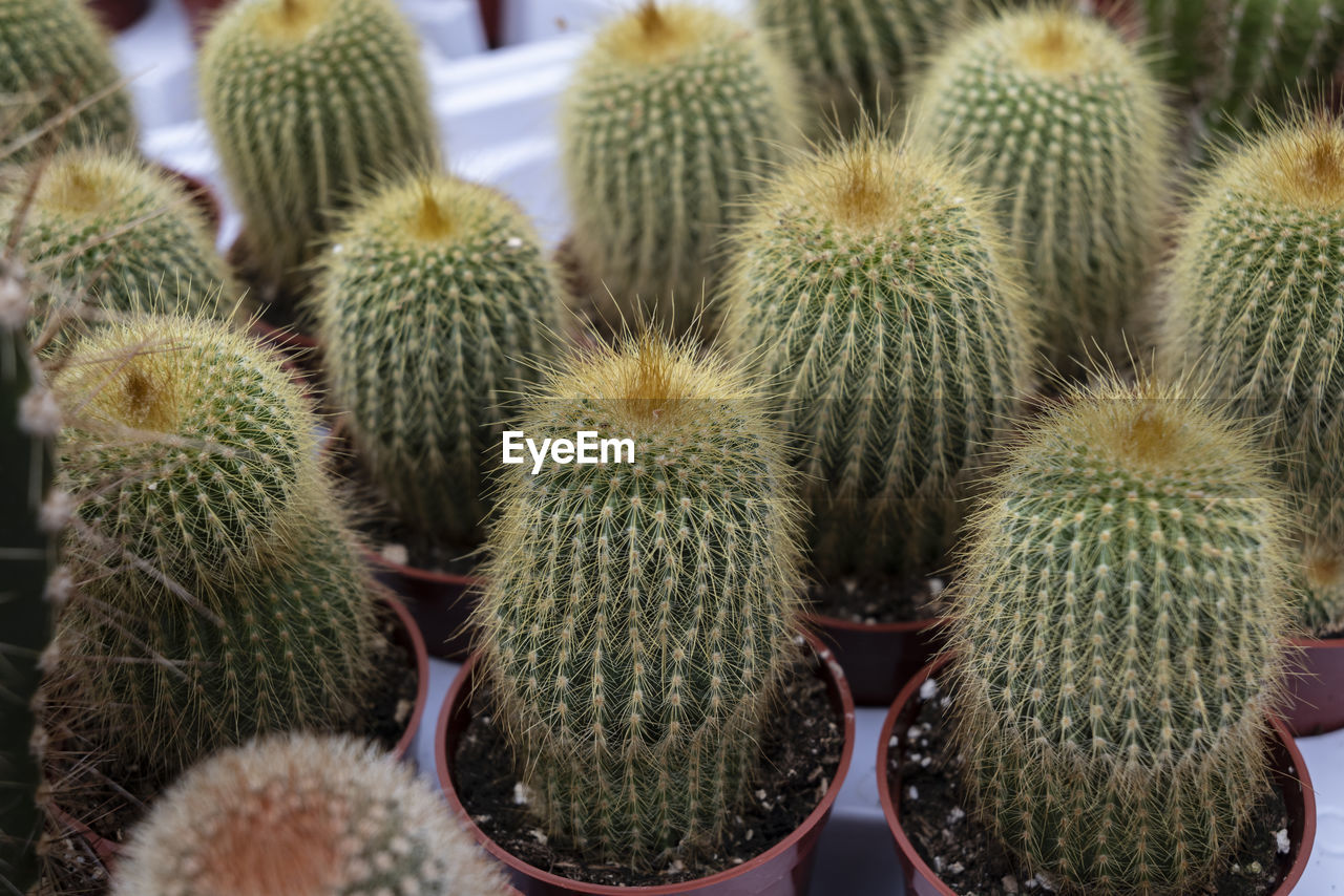 cactus, succulent plant, thorn, plant, green, spiked, growth, no people, nature, sharp, close-up, beauty in nature, sign, barrel cactus, day, outdoors, communication, warning sign, flower, potted plant, focus on foreground, backgrounds