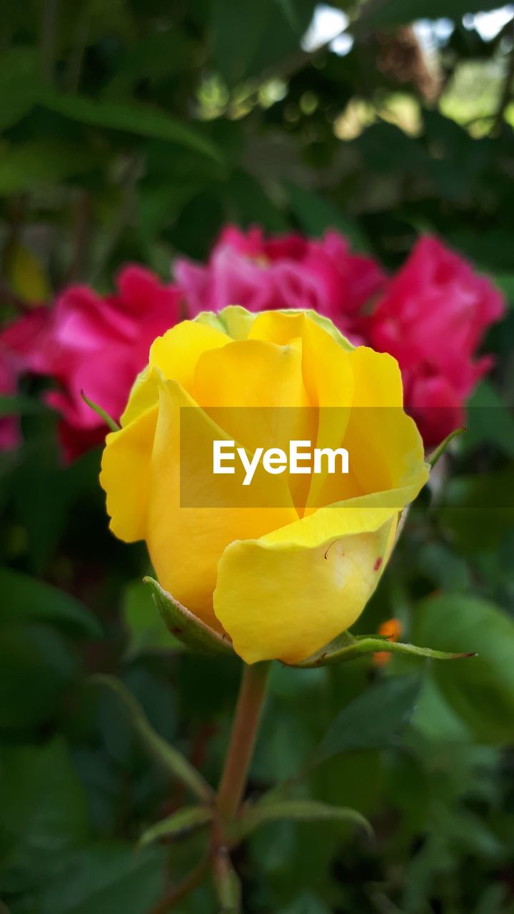 CLOSE-UP OF YELLOW ROSE FLOWER