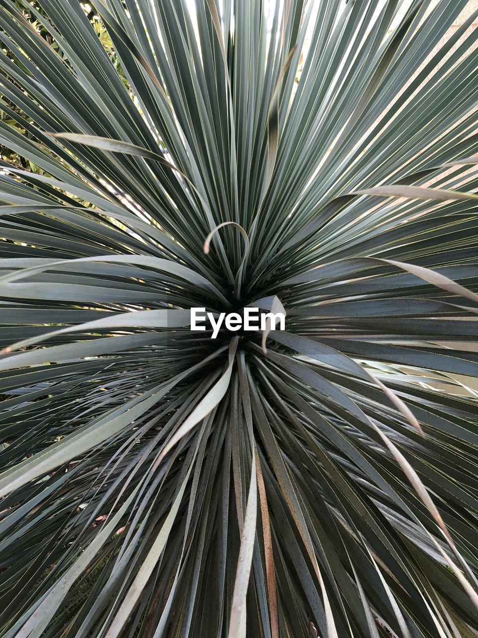 LOW ANGLE VIEW OF PALM TREE