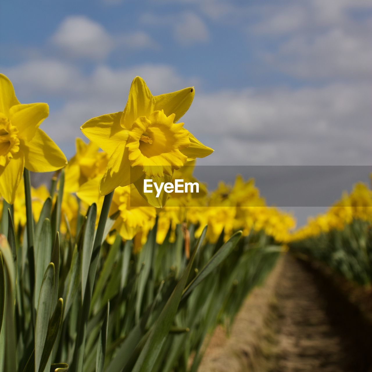 Close-up of yellow flowering plant on field against sky