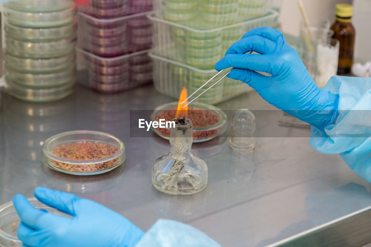 The scientist research. penicillium fungi on agar plate in laboratory