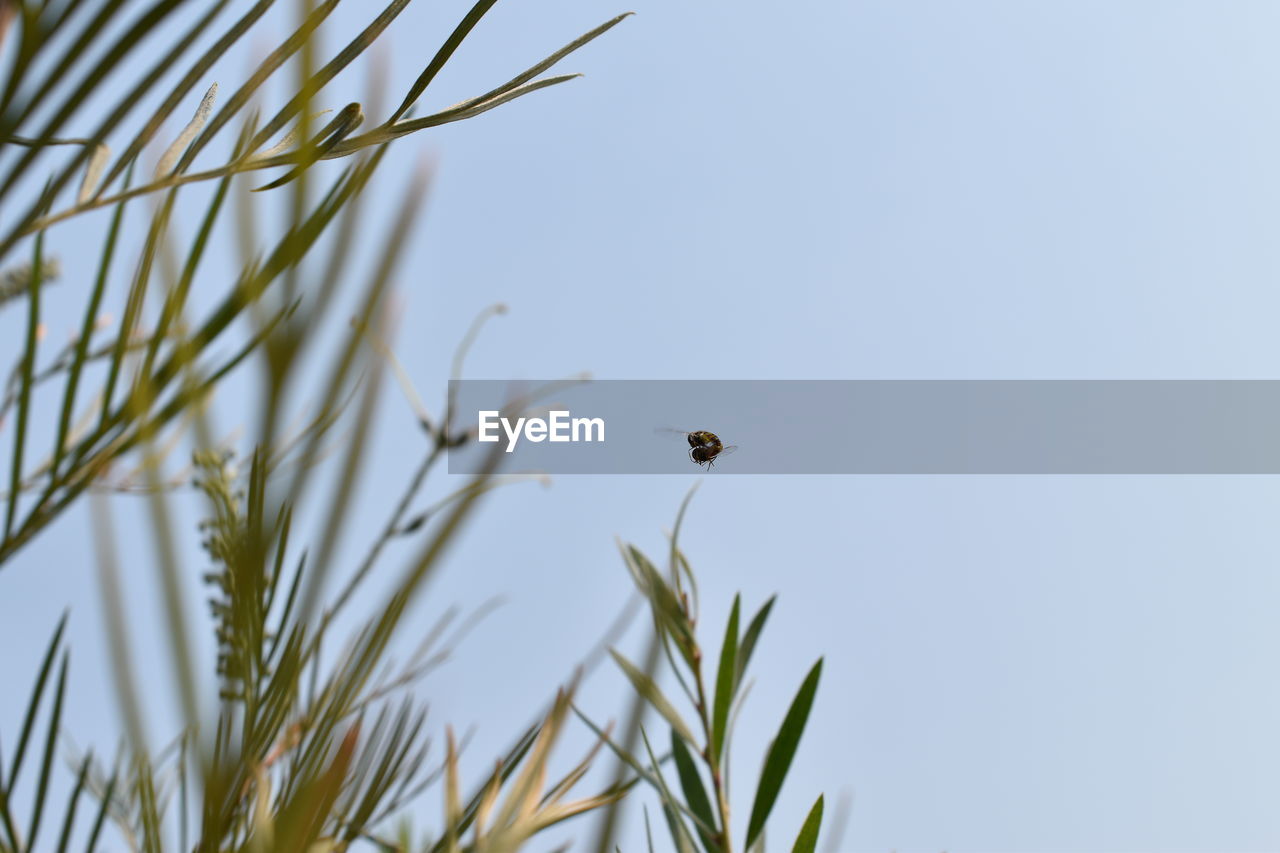 CLOSE-UP OF A BIRD FLYING AGAINST THE SKY
