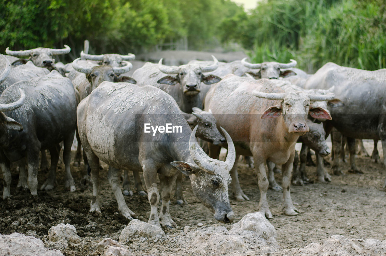 Buffalo in a field