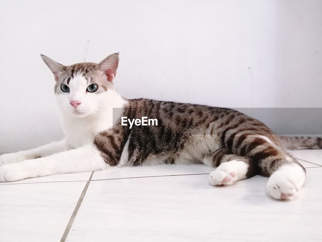 PORTRAIT OF A CAT LYING ON FLOOR