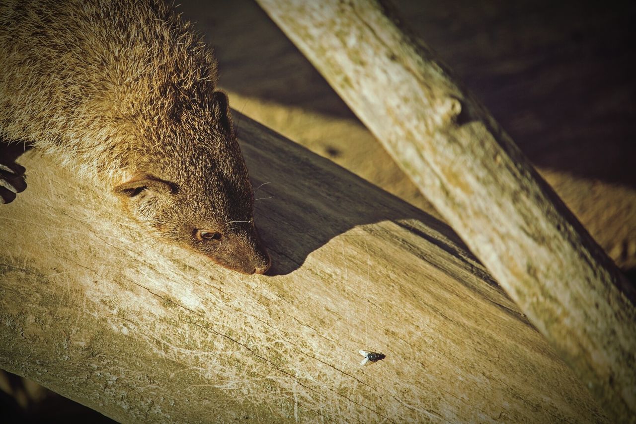High angle view of mongoose on wood