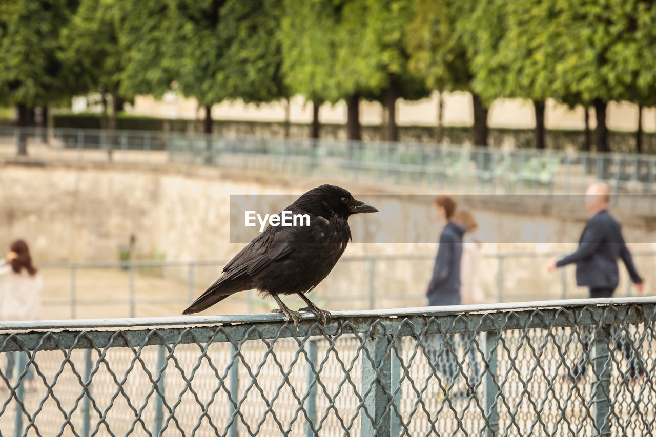 BIRD PERCHING ON RAILING