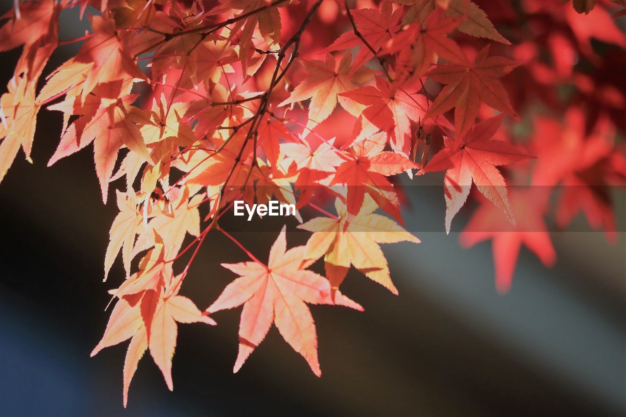CLOSE-UP OF MAPLE LEAVES DURING AUTUMN