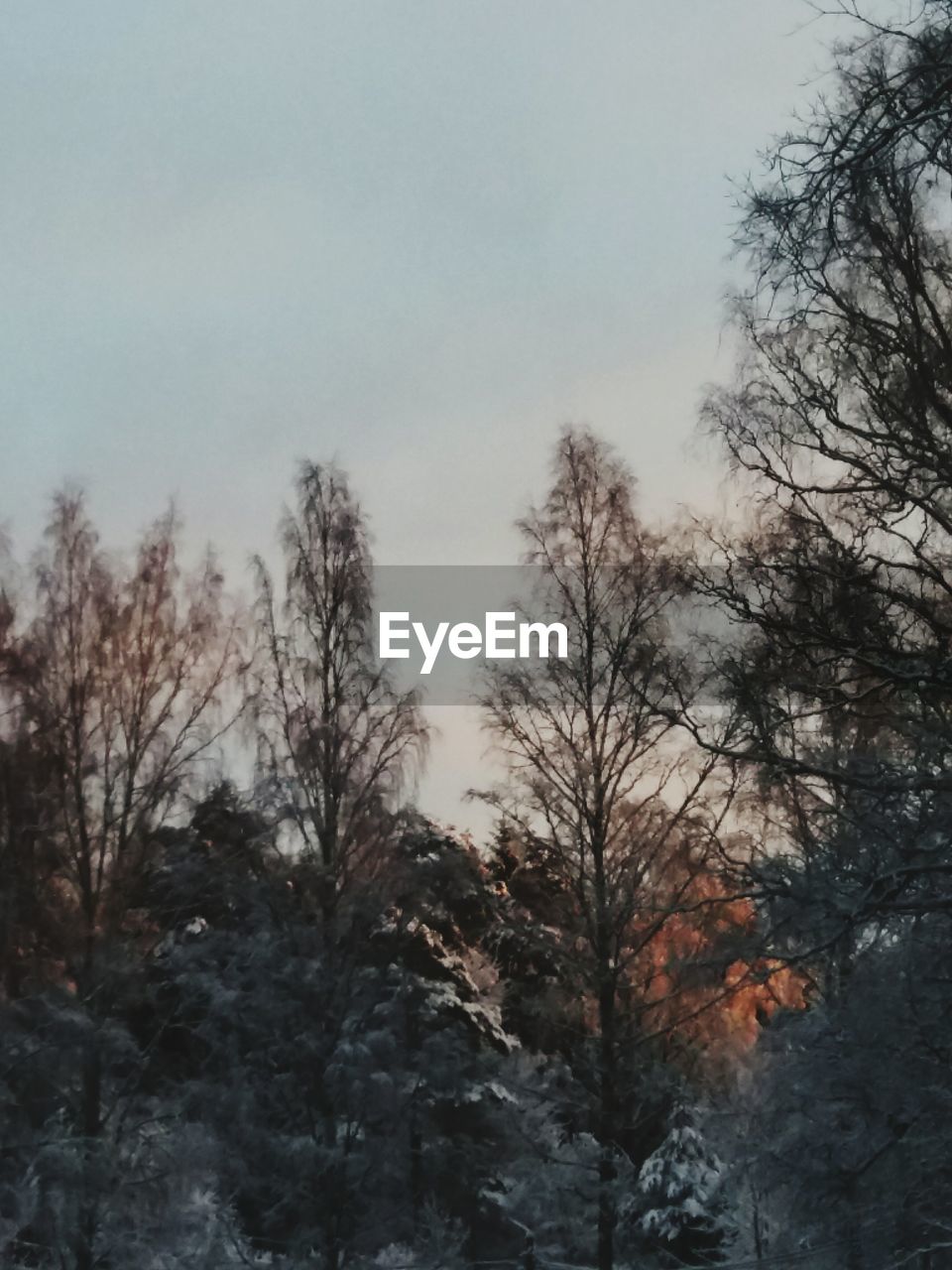 LOW ANGLE VIEW OF TREES DURING WINTER