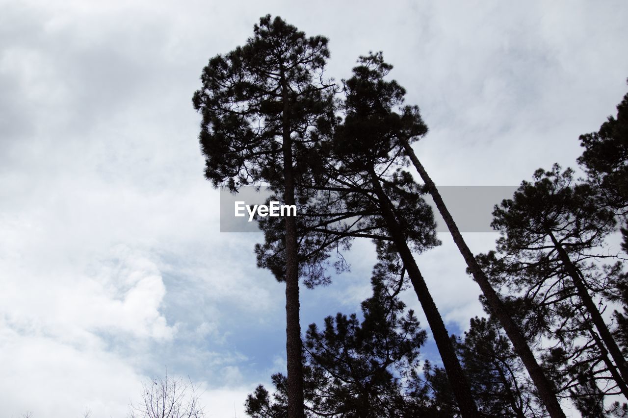 LOW ANGLE VIEW OF TREES AGAINST SKY