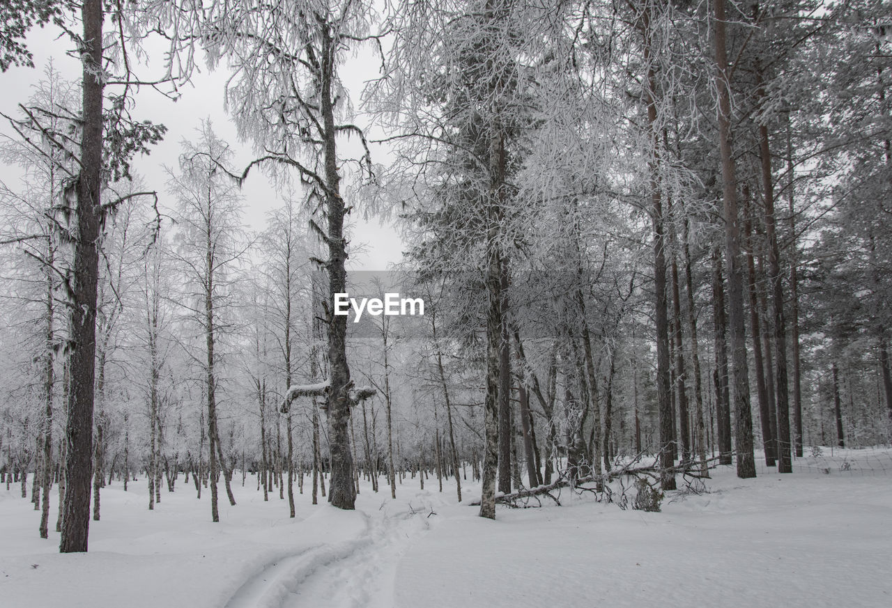 TREES IN SNOW COVERED LANDSCAPE