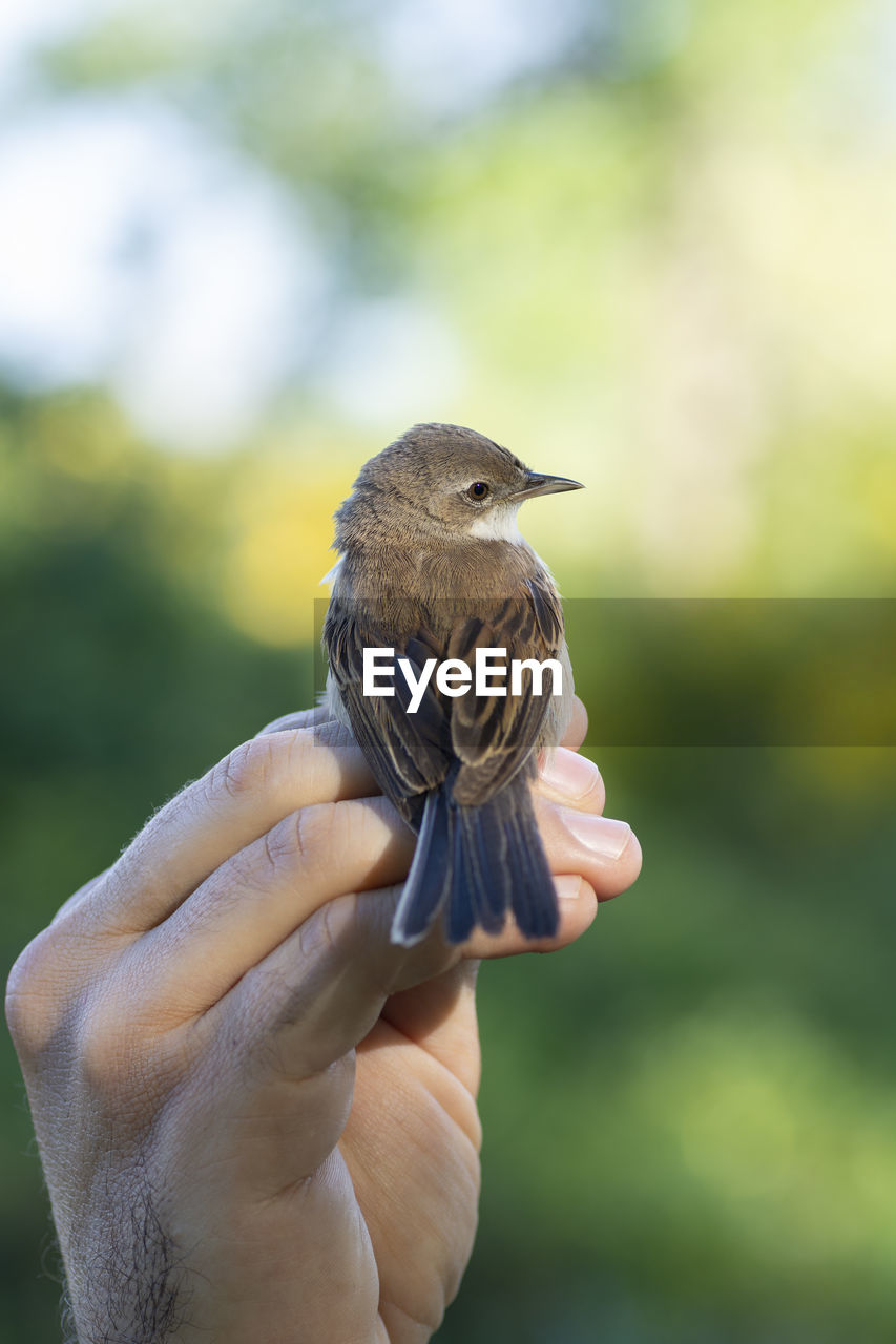 CLOSE-UP OF HAND HOLDING A BIRD