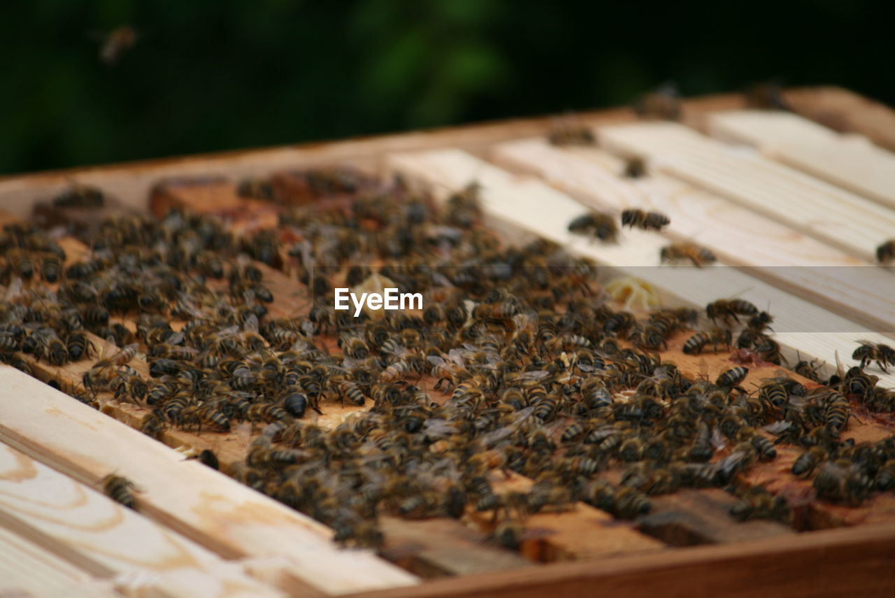 Close-up of honey bees on wooden table