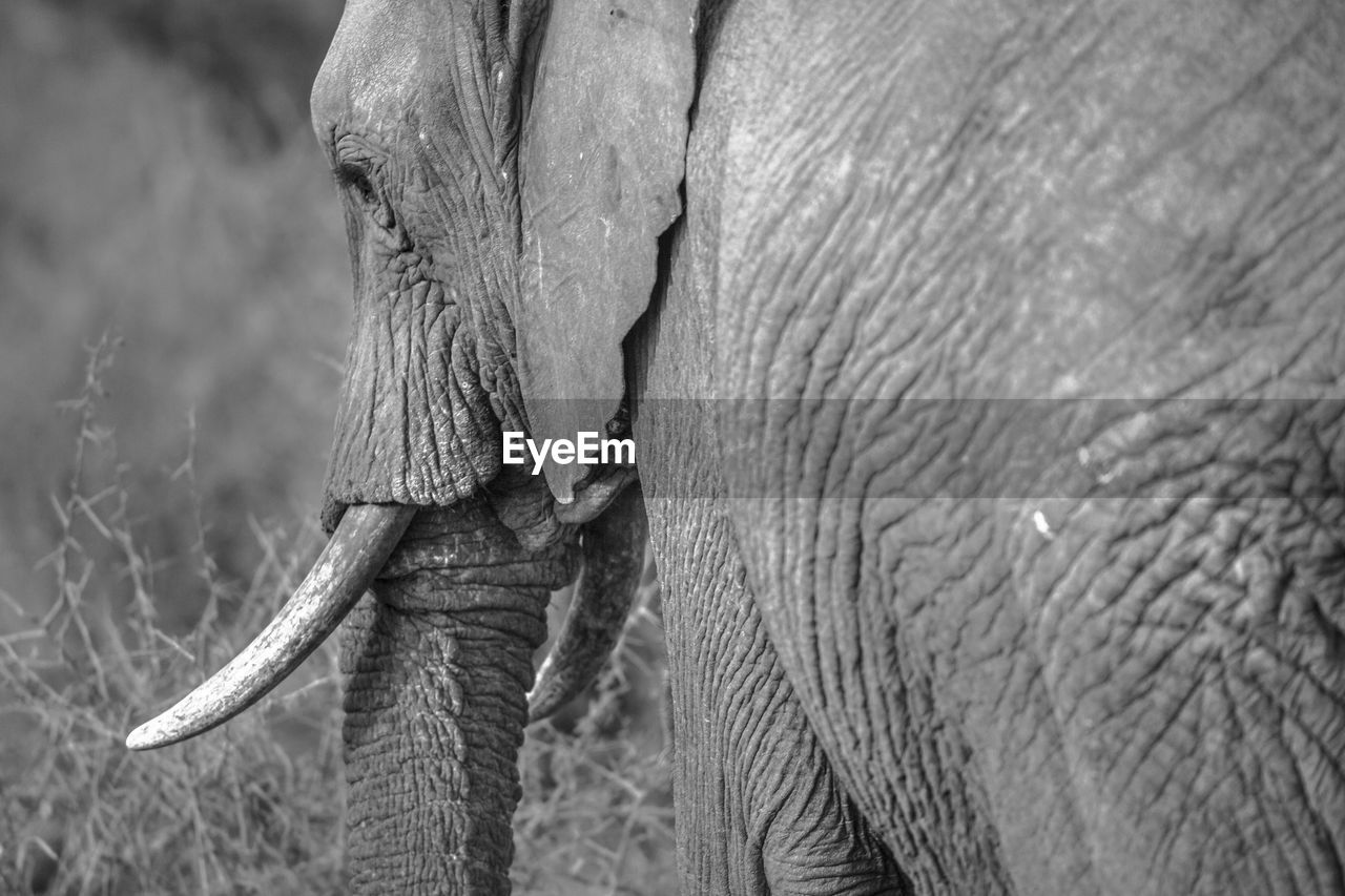 CLOSE-UP OF ELEPHANT IN A ANIMAL