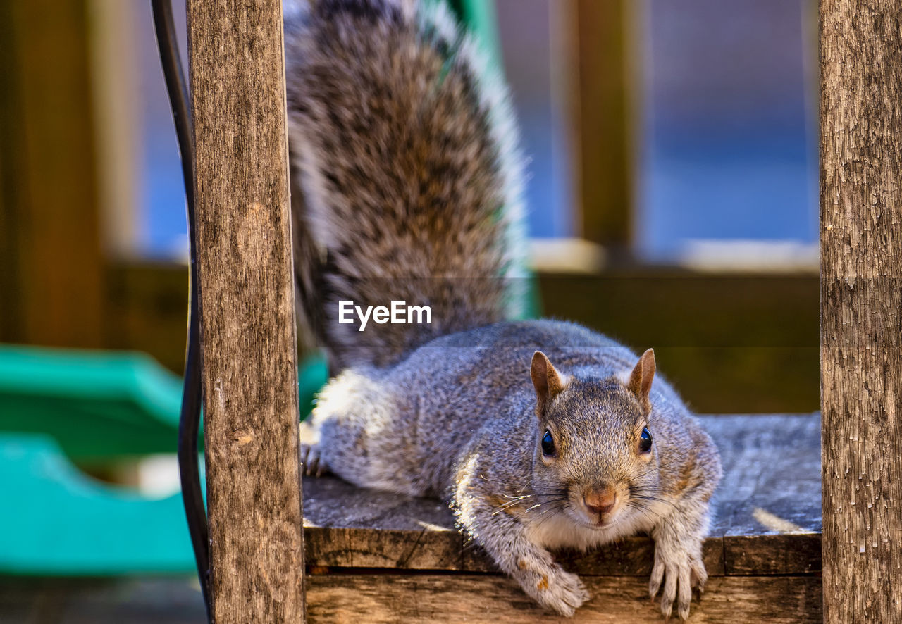 animal, animal themes, squirrel, mammal, animal wildlife, one animal, rodent, wildlife, whiskers, no people, focus on foreground, wood, close-up, nature, cute, outdoors, day, chipmunk, tree trunk, trunk