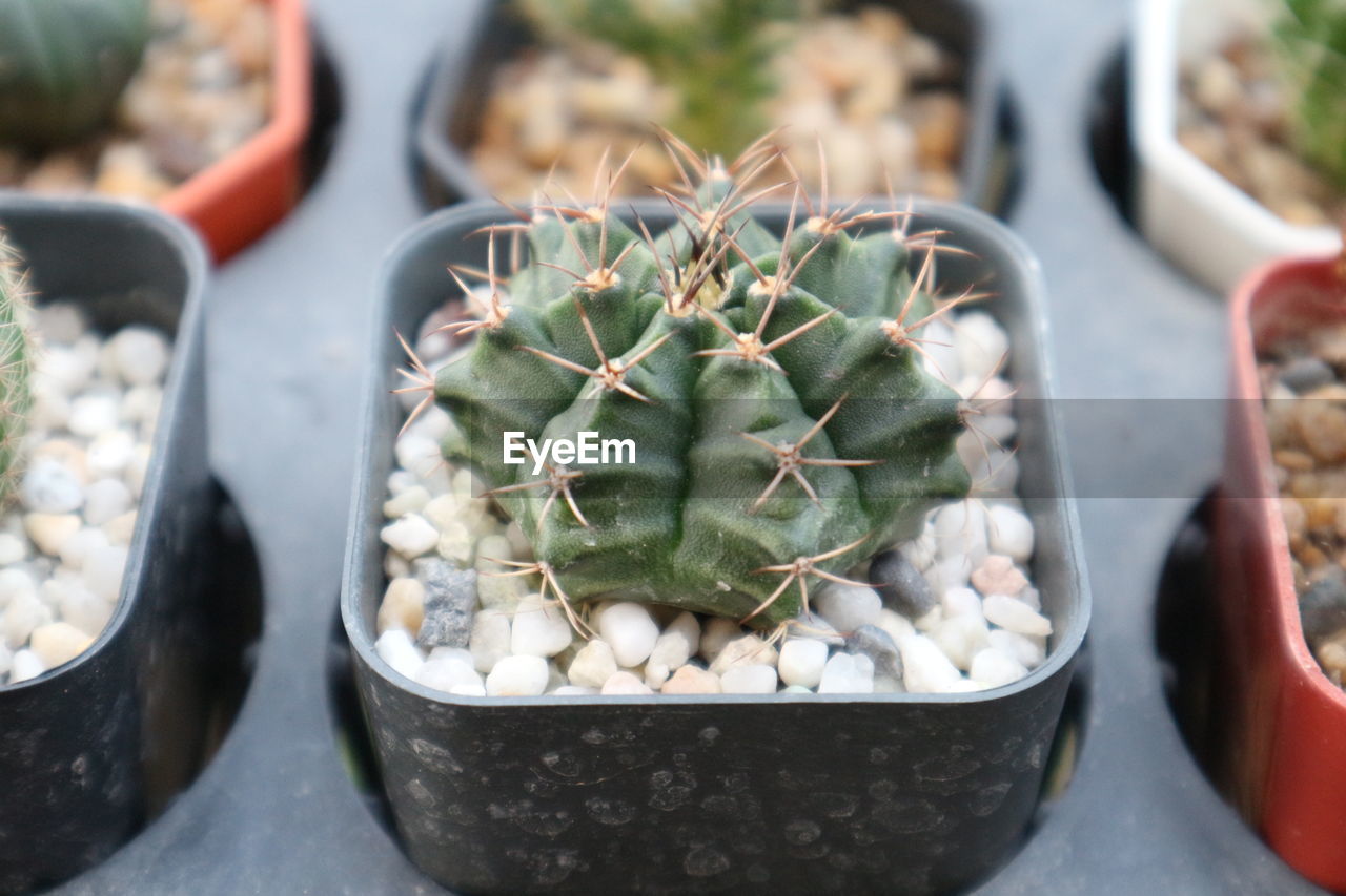 HIGH ANGLE VIEW OF SUCCULENT PLANTS ON MARKET