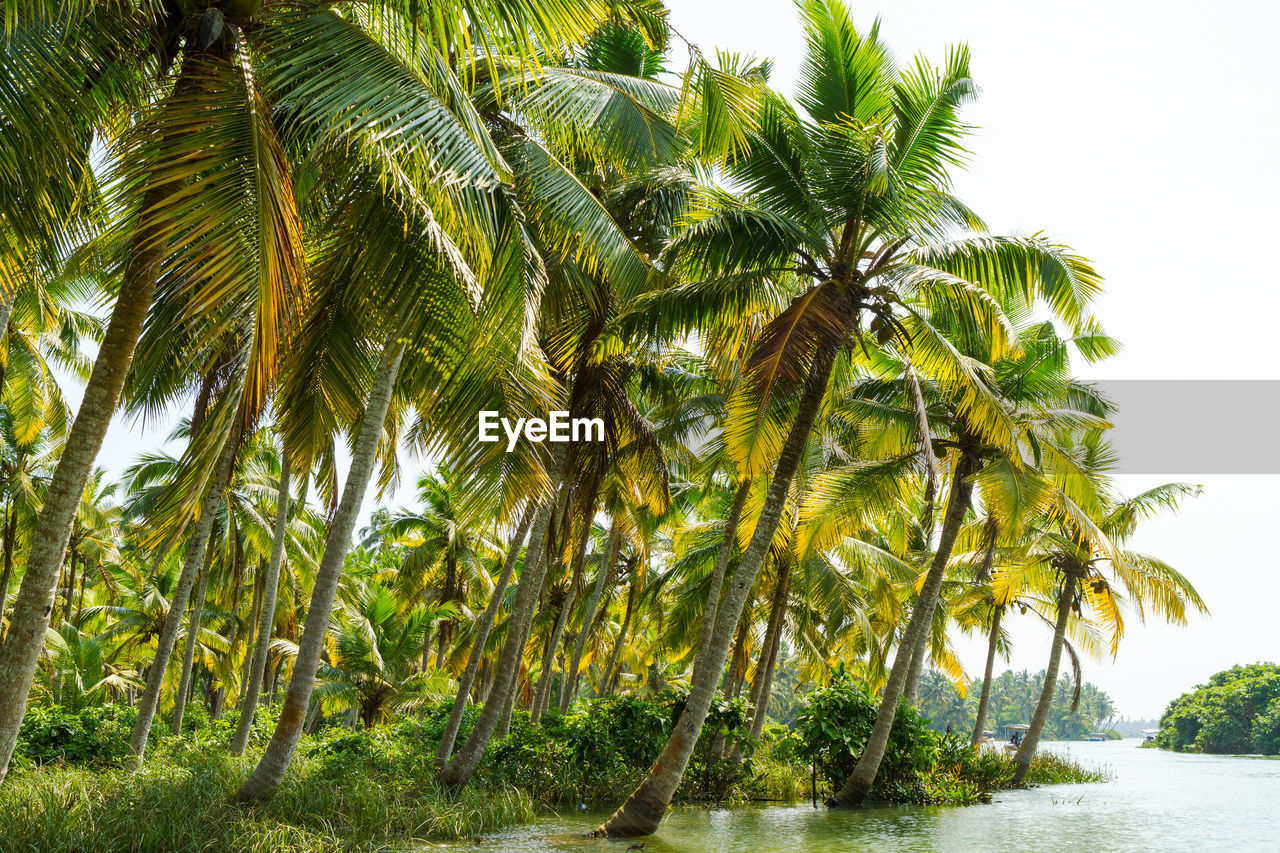 PALM TREES AGAINST SKY