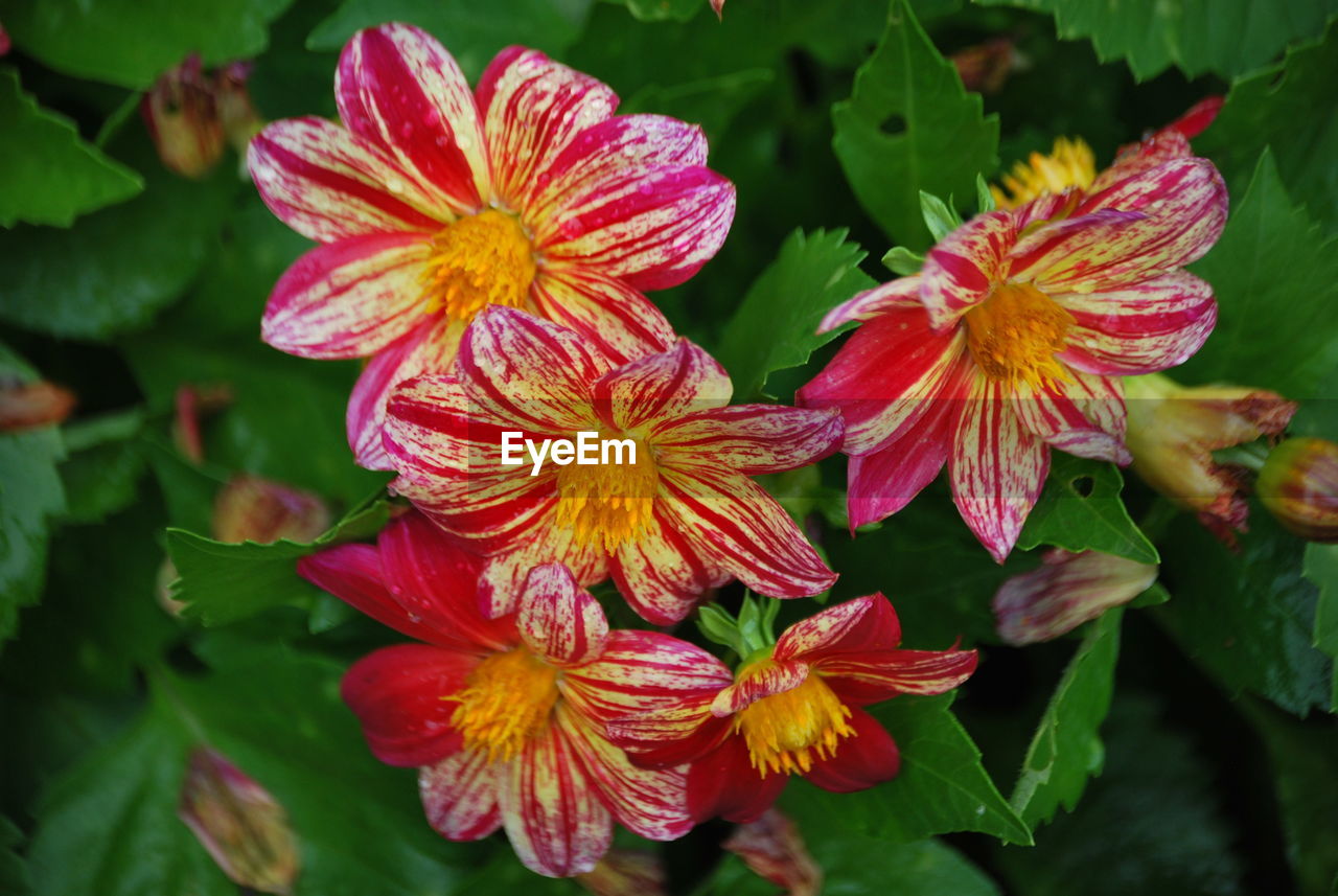 Close-up of fresh flowers blooming in garden