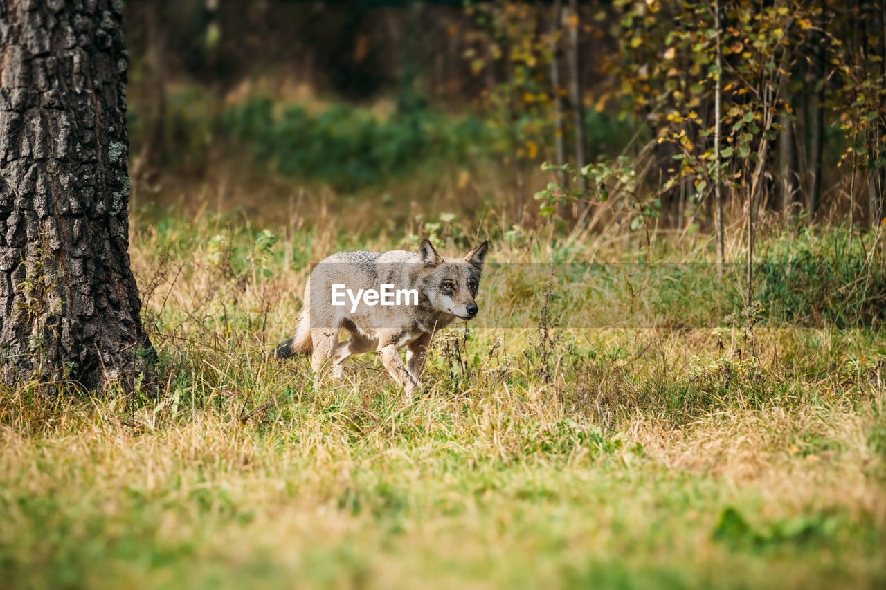 fox running on grassy field