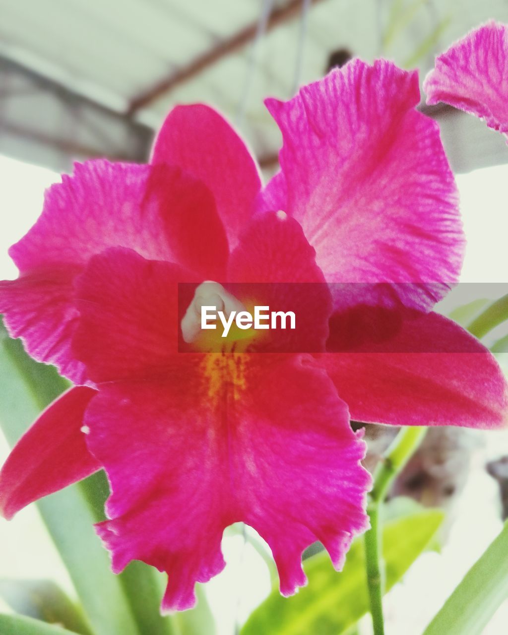 CLOSE-UP OF PINK FLOWER