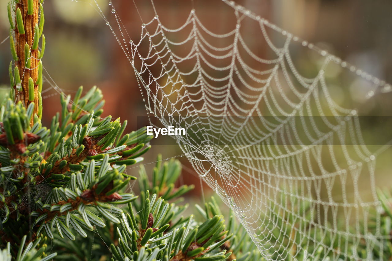 High angle view of spider web on plant