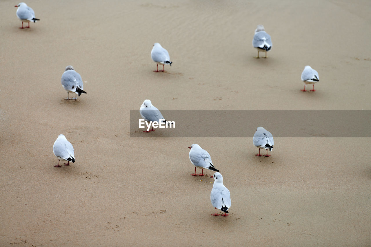 Seagulls walking on seashore. black-headed gulls, walking on beach. chroicocephalus ridibundus