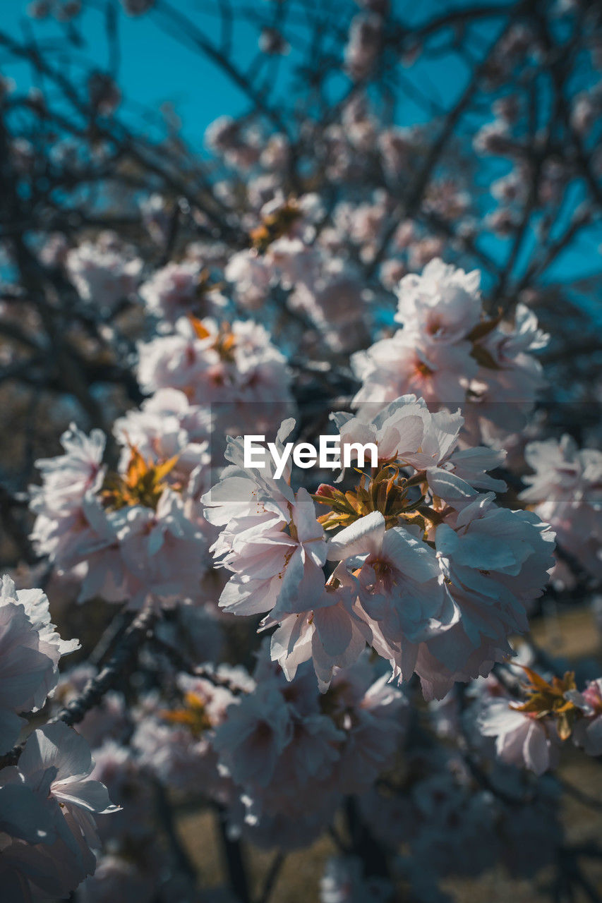 plant, flower, flowering plant, beauty in nature, freshness, fragility, blossom, tree, growth, springtime, nature, spring, close-up, branch, focus on foreground, no people, day, cherry blossom, flower head, outdoors, white, petal, botany, macro photography, inflorescence, selective focus, fruit tree, twig, food, sunlight, sky, agriculture, food and drink