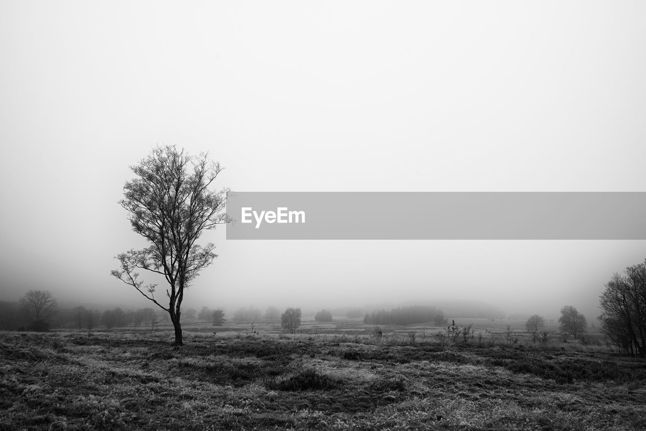 VIEW OF BARE TREES ON LANDSCAPE AGAINST CLEAR SKY