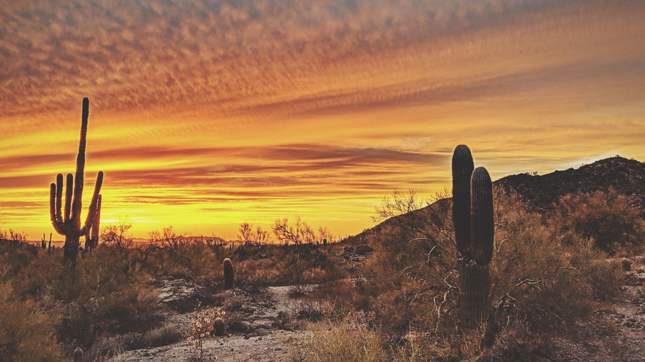 CACTUS ON LANDSCAPE AGAINST SKY