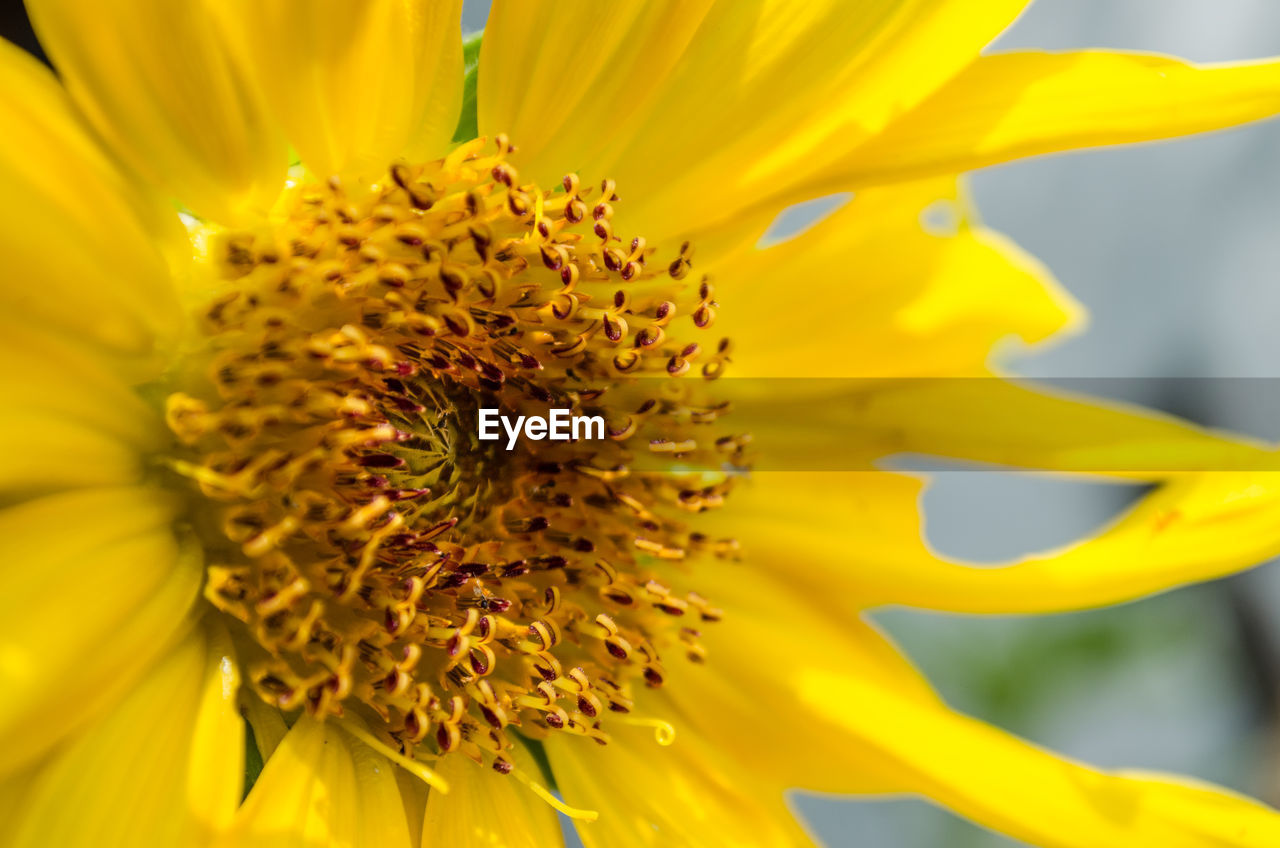 MACRO SHOT OF SUNFLOWER