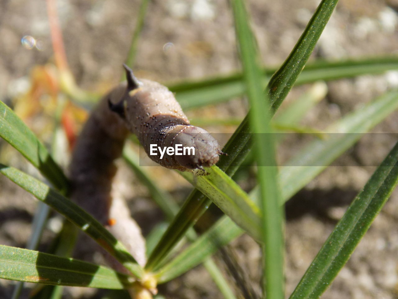 CLOSE-UP OF SNAIL ON A PLANT