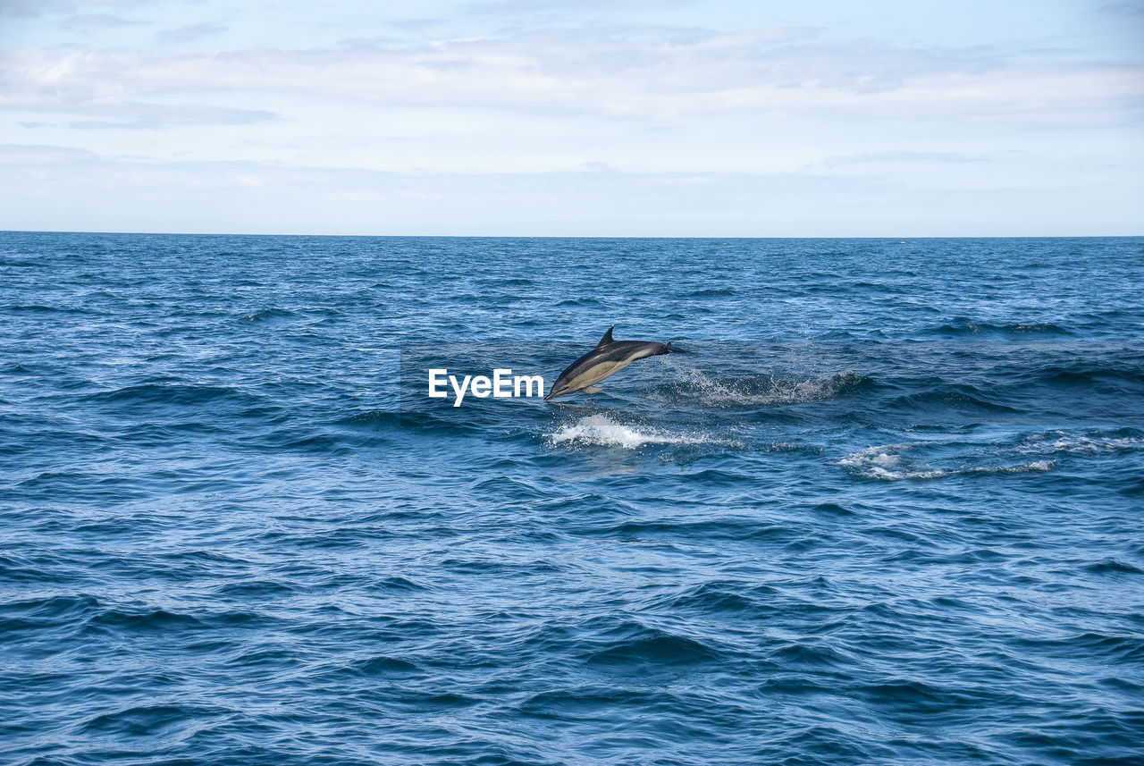 Scenic view of sea against sky with dolphin leaping