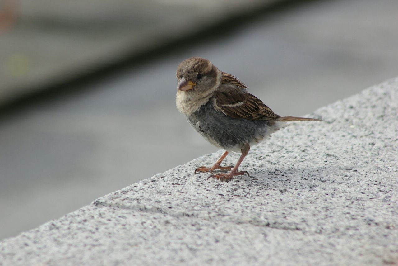 CLOSE-UP OF BIRD PERCHING ON BRANCH