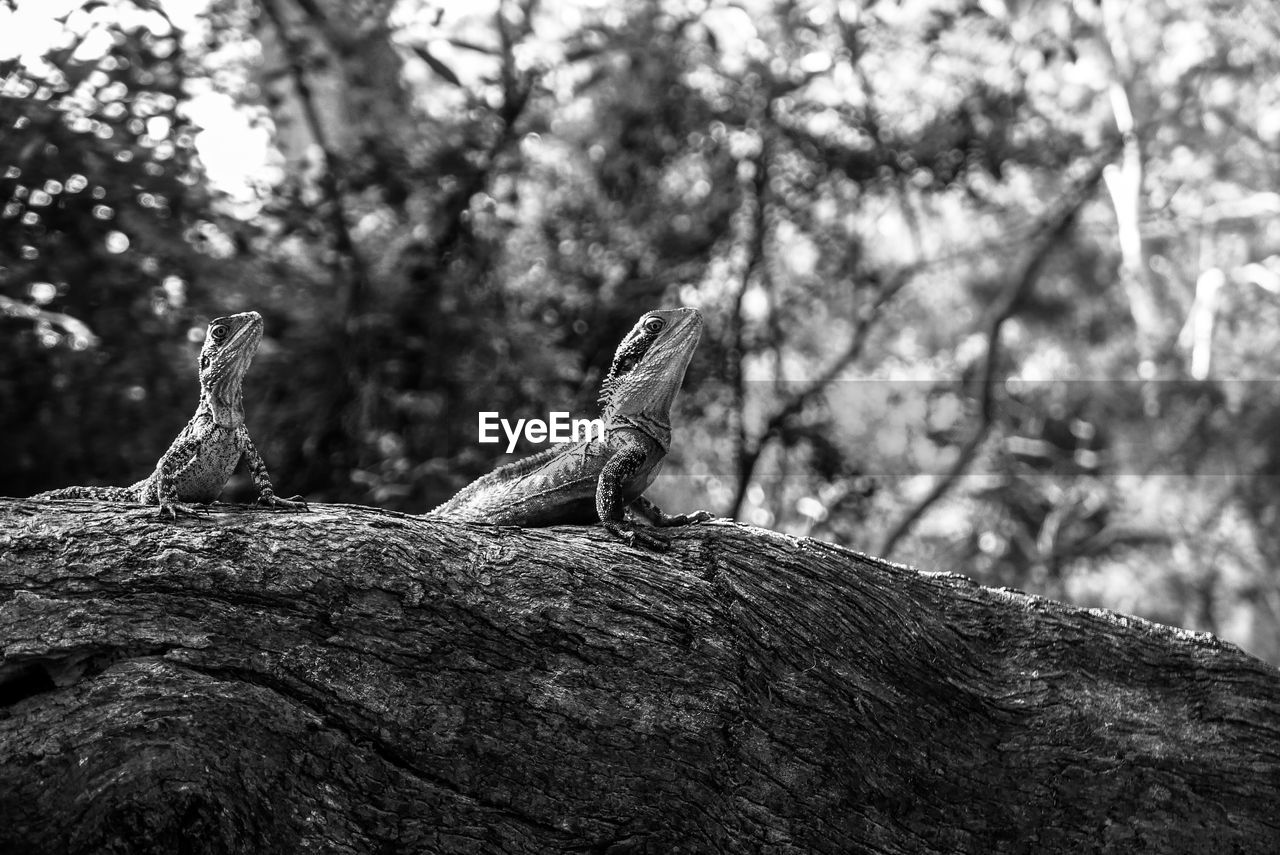 CLOSE-UP OF LIZARD ON TREE