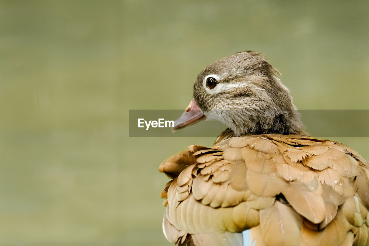 CLOSE-UP OF BIRD ON RAILING