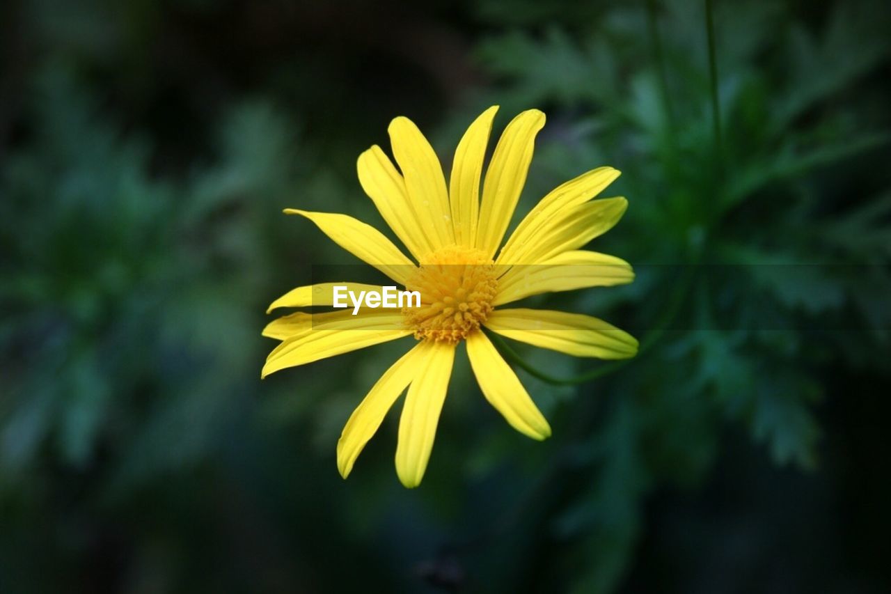 Close-up of yellow flowering plant