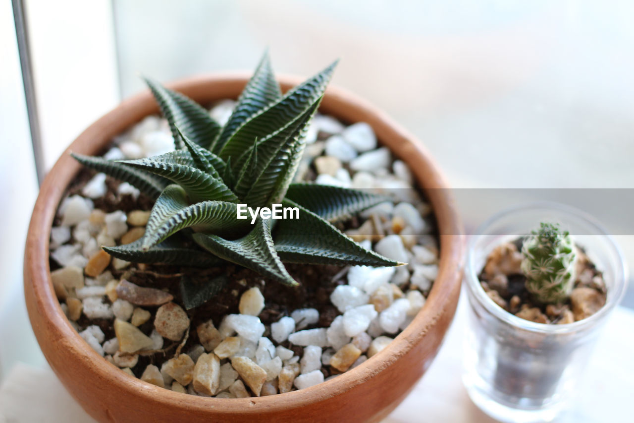 High angle view of houseplant on window sill at home