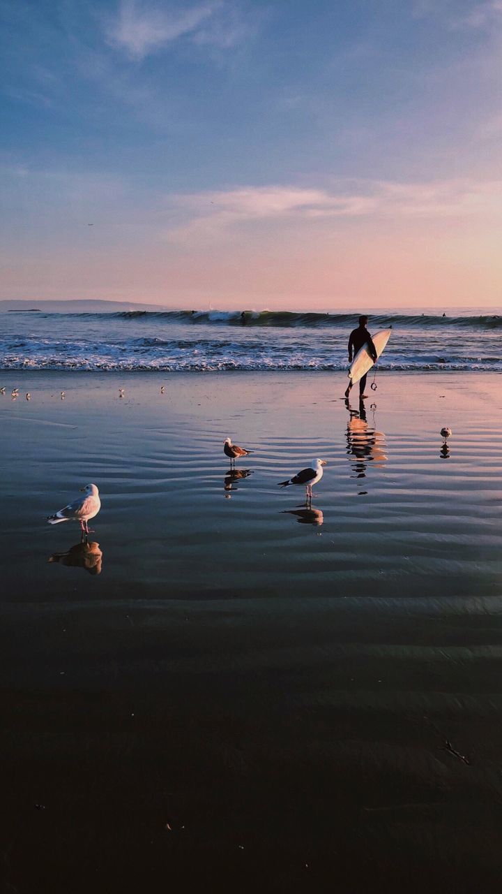 Seagulls perching on beach against sky during sunset