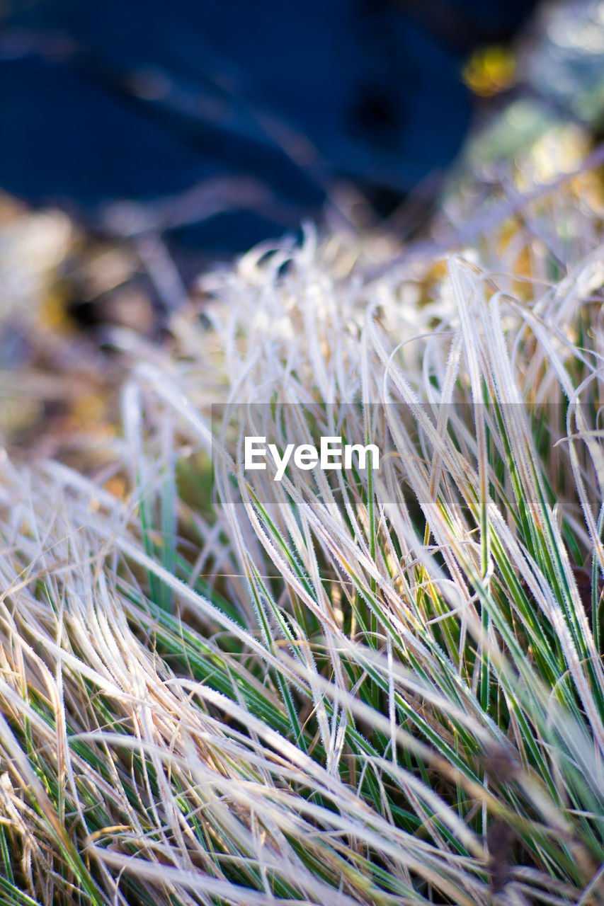 CLOSE-UP OF GRASS IN FIELD